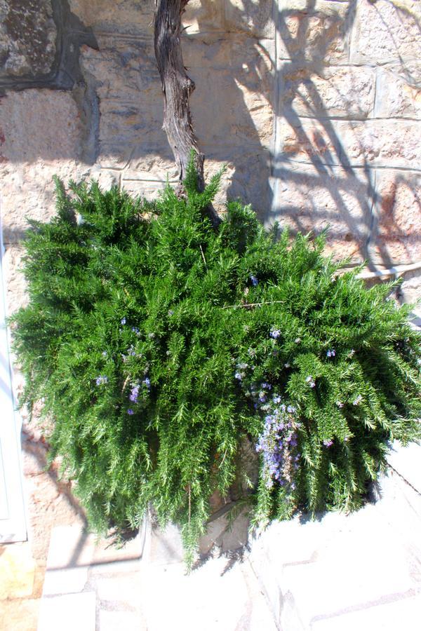 Bečići Luka Villa מראה חיצוני תמונה